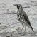 Groundscraper Thrush